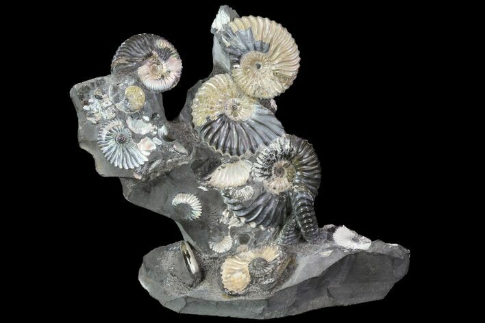 Gorgeous, Tall Iridescent Ammonite Cluster - Russia #78533